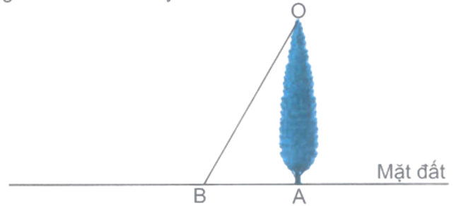 Để đo chiều cao một cái cây, người ta xác định 3 điểm O, A và B như trong hình vẽ dưới đây.  Góc đỉnh B; cạnh BA, BO bằng …..  Góc đỉnh A; cạnh AB, AO bằng ….. (ảnh 1)