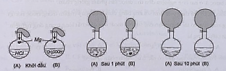 Cho hai bình như nhau, bình A chứa 0,5 lít axit clohiđric 2M; bình B chứa 0,5 lít axit axetic 2M được bịt kín bởi hai bóng cao su như nhau. Hai mẫu Mg khối lượng như nhau được thả xuống cùng một lúc.  (ảnh 1)