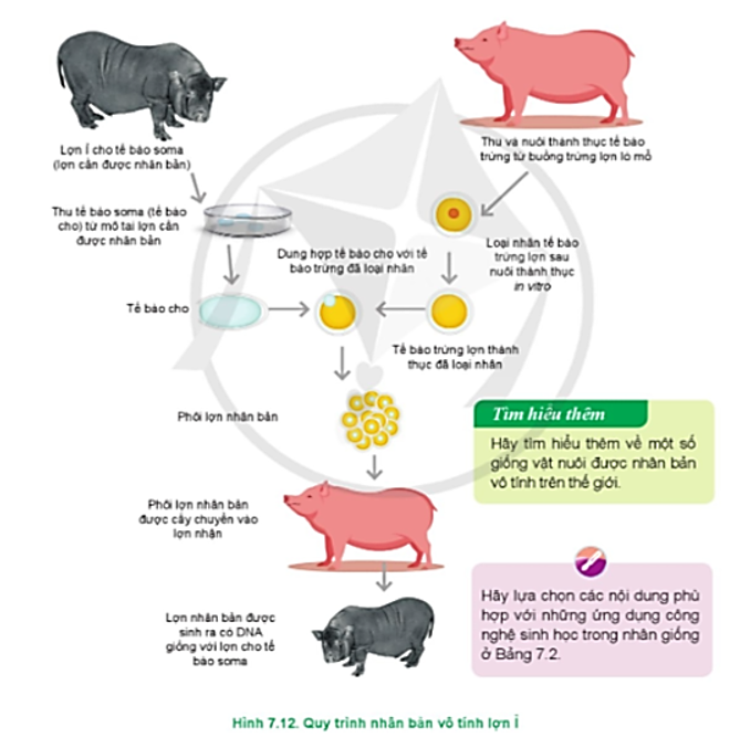 Hãy nêu quy trình để tạo ra những con lợn Ỉ nhân bản có trong Hình 7.12 (ảnh 1)