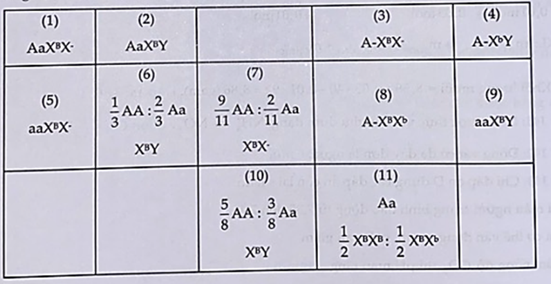 Cho biết không xảy ra đột biến, bệnh Q do gen lặn nằm trên vùng không tương đồng của NST X quy định. Biết rằng quần thể người này đang ở trạng thái cân bằng  (ảnh 2)