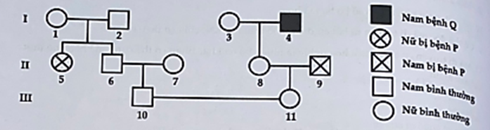 Cho biết không xảy ra đột biến, bệnh Q do gen lặn nằm trên vùng không tương đồng của NST X quy định. Biết rằng quần thể người này đang ở trạng thái cân bằng  (ảnh 1)