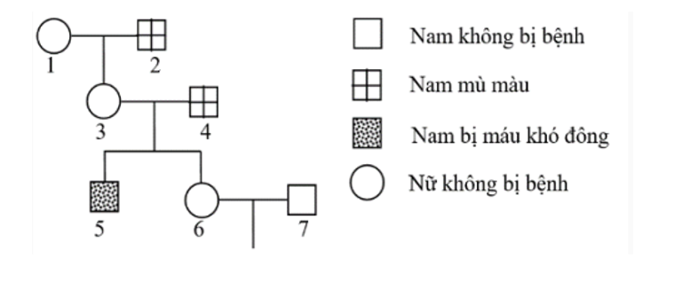 Sơ đồ phả hệ dưới đây mô tả sự di truyền bệnh mù màu và bệnh máu khó ...