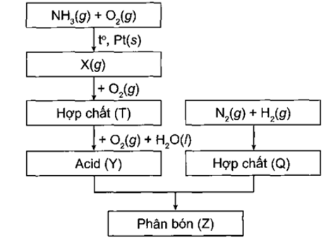 Sơ đồ quy trình dưới đây mô tả các bước trong quá trình sản xuất phân bón (Z). Hãy xác định các chất (X), (T), (Y), (Q), (Z). Viết các phản ứng hoá học xảy ra.   (ảnh 1)