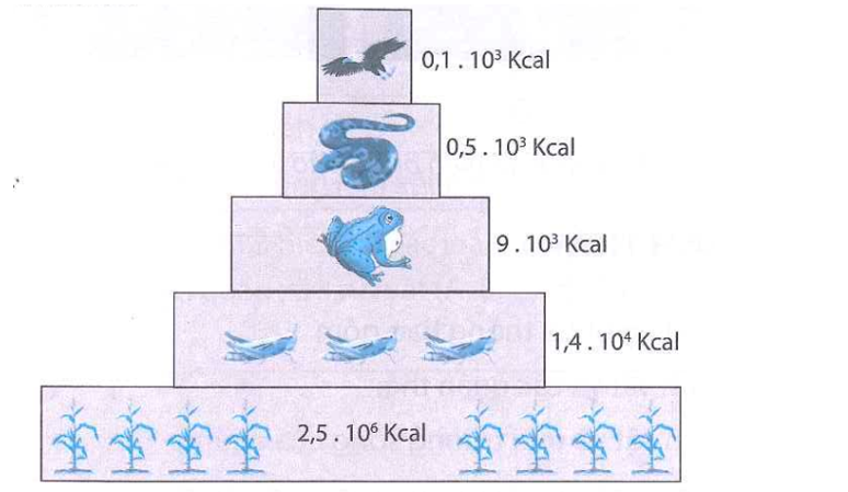 Có 3 loại tháp sinh thái: tháp số lượng, tháp sinh khối và tháp năng lượng, dưới đây là mô hình về một loại tháp sinh thái. (ảnh 1)