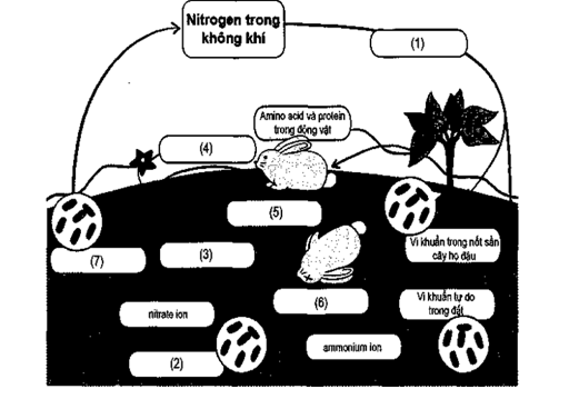 Xác định cụm từ phù hợp trong các ô từ (1) đến (7) để hoàn thành chu trình của nitrogen trong tự nhiên. (ảnh 1)
