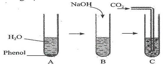 Thực hiện các thí nghiệm sau:- Cho phenol vào ống nghię̂m, thêm nước và lắc đều ống nghiệm thấy dung dịch có màu trắng đục (Hình A ). (ảnh 1)