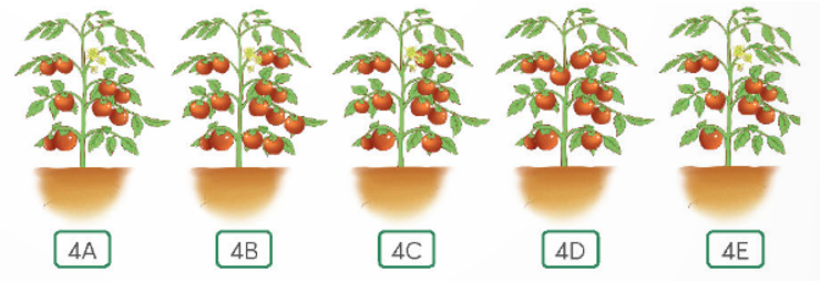 d) Sắp xếp tên các lớp theo thứ tự số lượng quả từ ít đến nhiều. .........; .........; .........; .........; ......... Chú thích: Nội dung SGK – Thực hành 2 trang 38 SGK Toán 4 – Tập 1 Hình ảnh cây cà chua của mỗi lớp trồng ở vườn trường.   (ảnh 1)