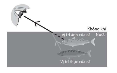 Hãy dùng hiện tượng khúc xạ ánh sáng để giải thích vì sao để bắt một con cá trong nước, người ta phải phóng mũi lao xuống vị trí thấp hơn vị trí mà mắt thấy cá. (ảnh 1)