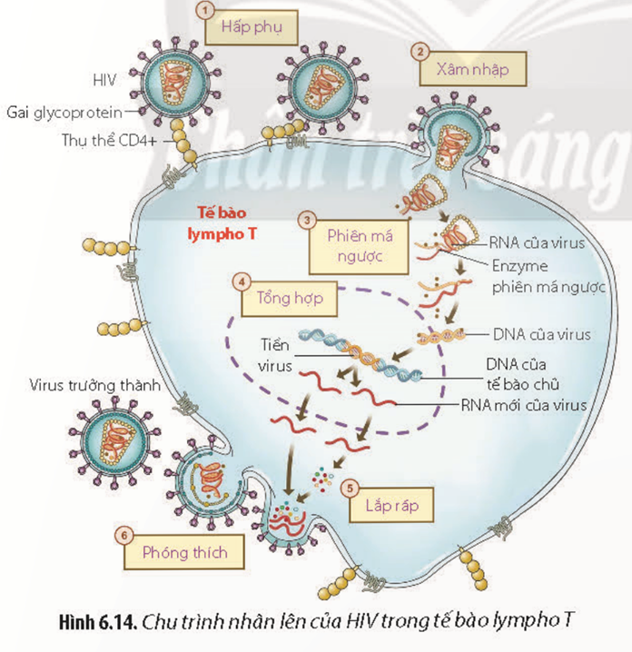 Quan sát Hình 6.14 và kiến thức đã học, hãy mô tả quá trình nhân lên của HIV trong tế bào lympho T. (ảnh 1)