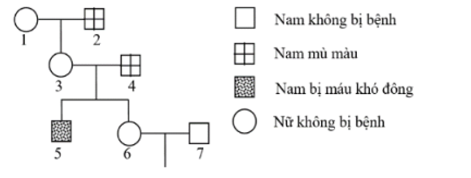 Sơ đồ phả hệ dưới đây mô tả sự di truyền bệnh mù màu và bệnh máu khó đông ở người. (ảnh 1)