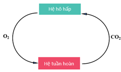 Sơ đồ thể hiện mối quan hệ giữa hệ hô hấp và hệ tuần hoàn: (ảnh 1)