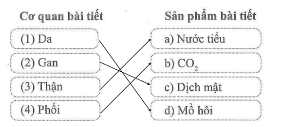 Nối tên cơ quan bài tiết với sản phẩm bài tiết của cơ quan đó cho phù hợp. (ảnh 2)