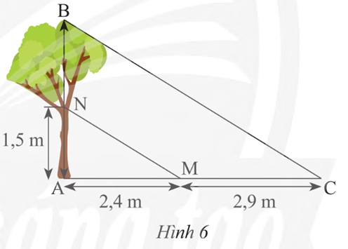 Độ cao AN và chiều dài bóng nắng của các đoạn thẳng AN, BN trên mặt đất được ghi lại như trong Hình 6. Tìm chiều cao AB của cái cây. (ảnh 1)