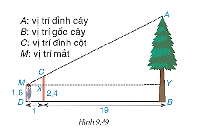 Một người đo chiều cao của một cái cây bằng cách chôn một chiếc cọc xuống đất, cọc cao 2,4 m và cách vị trí gốc cây (ảnh 1)