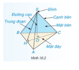 Hãy gọi tên đỉnh, cạnh bên, mặt bên, mặt đáy, đường cao, một trung đoạn của hình chóp tam giác đều S.ABC trong Hình 10.2. (ảnh 1)