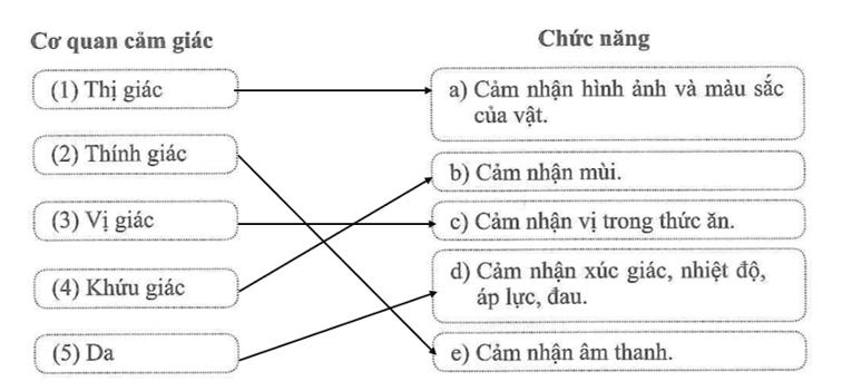 Nối tên cơ quan cảm giác với chức năng của cơ quan đó cho phù hợp. (ảnh 2)