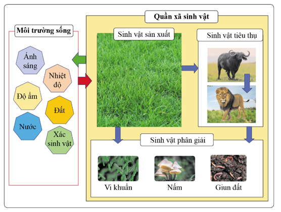 Lấy ví dụ một hệ sinh thái và vẽ sơ đồ thể hiện các thành phần cấu trúc của hệ sinh thái đó. (ảnh 1)