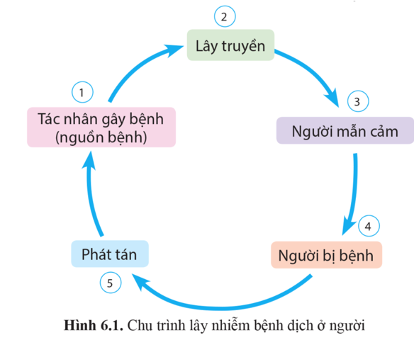 Dựa vào hình 6.1, hãy vẽ sơ đồ thể hiện các mắt xích của chu trình lây nhiễm dịch  (ảnh 1)