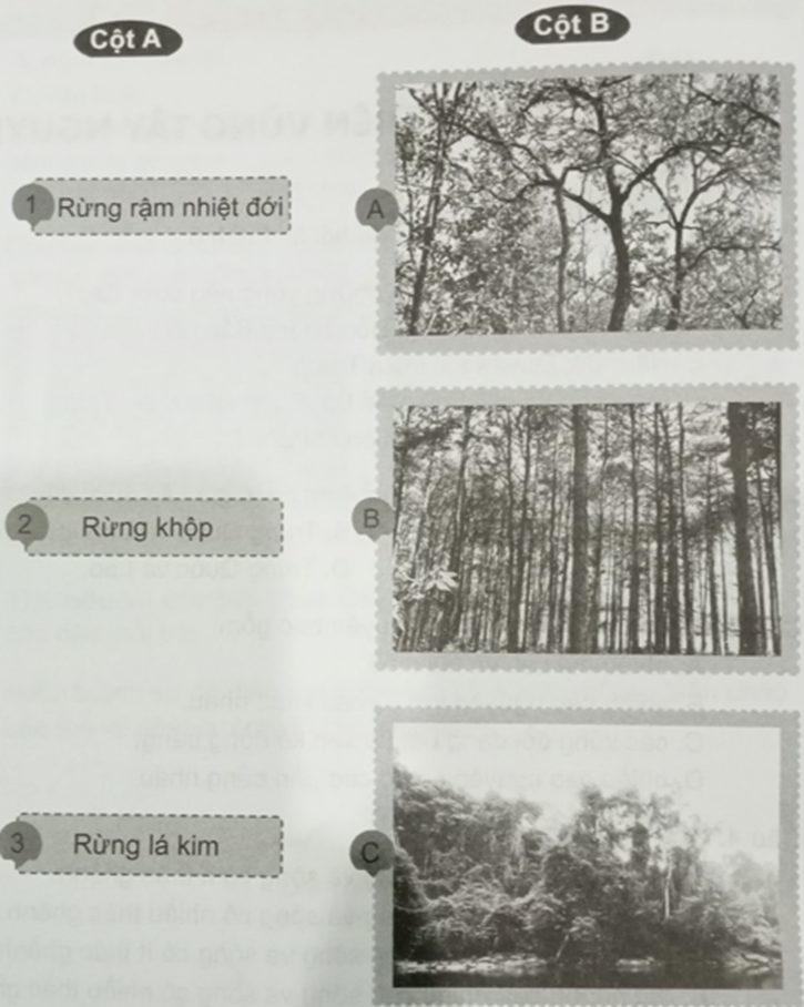Ghép tên kiểu rừng ở cột A với hình ảnh ở cột B sao cho phù hợp (ảnh 1)
