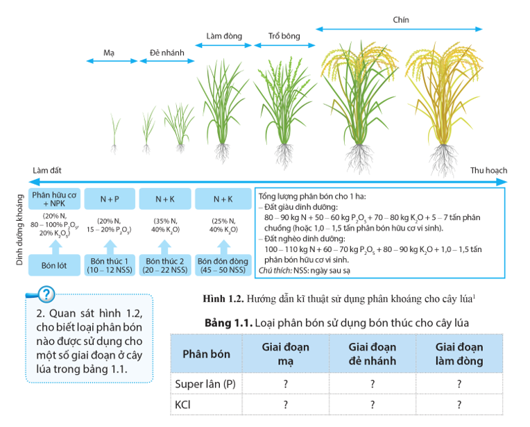 Quan sát hình 1.2, cho biết loại phân bón nào được sử dụng cho một số giai đoạn ở cây lúa trong bảng 1.1? (ảnh 1)