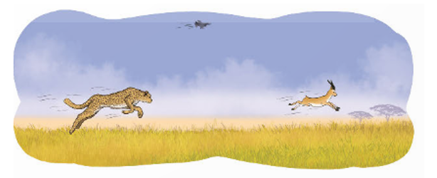 Một con báo săn chạy 1 500 m hết 3/4 phút. Hỏi trung bình mỗi giây con báo săn đó chạy được bao nhiêu mét? (ảnh 1)
