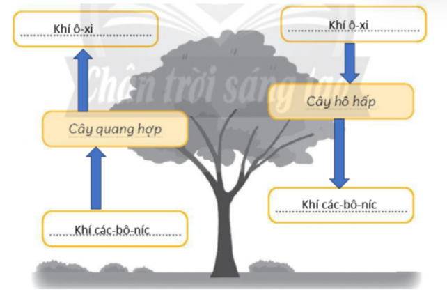 Vẽ thêm mũi tên và chọn các cụm từ: khí các-bô-níc, khí ô-xi để viết vào chỗ (...) trong hình dưới đây nhằm thể hiện sự trao đổi khí giữa cây xanh với môi trường khi cây quang hợp và hô hấp. (ảnh 2)