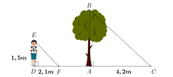 Một người cao 1,5 mét có bóng trên mặt đất dài 2,1 mét. Cùng lúc ấy, một cái cây gần đó có bóng trên mặt đất dài 4,2 mét.  (ảnh 1)