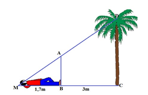 Bạn Hoàng muốn đo chiều cao của một cây dừa mọc thẳng đứng trong sân, bạn dùng một cây cọc (ảnh 1)