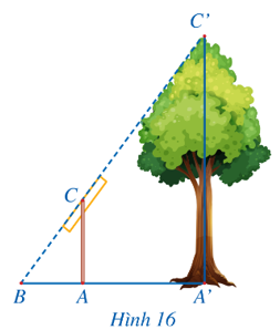Trong Hình 16, độ dài đoạn thẳng A’C’ mô tả chiều cao của một cái cây, đoạn thẳng AC mô tả chiều cao của một cái cọc (cây và cọc cùng vuông góc với đường thẳng đi qua ba điểm A’, A, B). Giả sử AC = 2 m, AB = 1,5 m, A’B = 4,5 m. Tính chiều cao của cây. (ảnh 1)