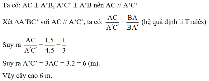 Trong Hình 16, độ dài đoạn thẳng A’C’ mô tả chiều cao của một cái cây, đoạn thẳng AC mô tả chiều cao của một cái cọc (cây và cọc cùng vuông góc với đường thẳng đi qua ba điểm A’, A, B). Giả sử AC = 2 m, AB = 1,5 m, A’B = 4,5 m. Tính chiều cao của cây. (ảnh 2)