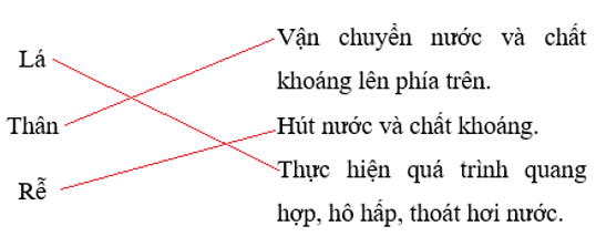 Nối tên mỗi bộ phận của cây với vai trò tương ứng của chúng. Lá		Vận chuyển nước và chất khoáng lên phía trên. Thân		Hút nước và chất khoáng. Rễ		Thực hiện quá trình quang hợp, hô hấp, thoát hơi nước. (ảnh 1)