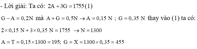 Gen A có hiệu số giữa nucleotit loại G với một loại nucleotit khác chiếm 20 % tổng số nucleotit của gen, có tổng số liên kết hiđrô là 1755. Số lượng từng loại nucleotit của gen trên là: A. A = T = 195; G = X = 455.			B. A = T = 455; G = X = 195. C. A = T = 260; G = X = 390.			D. A = T = 390; G = X = 260. (ảnh 1)
