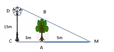 Một cột đèn cao 15 m chiếu sáng một cây xanh như hình bên dưới. Cây cách cột đèn 3 m và có bóng trải dài dưới mặt đất là 5 m. Tìm chiều cao của cây xanh.   A. 5,793 m; B. 5,397 m; C. 9,573 m; D. 9,375 m. (ảnh 1)
