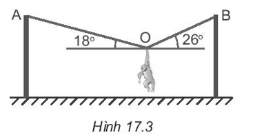 Một chú khỉ diễn xiếc treo mình cân bằng trên dây thừng như Hình 17.3. Xác định lực căng xuất hiện trên các đoạn dây OA, OB. Biết chú khỉ có khối lượng 7 kg. Lấy g = 9,8 m/s2.    A.  . B.  . C.  . D.  . (ảnh 1)