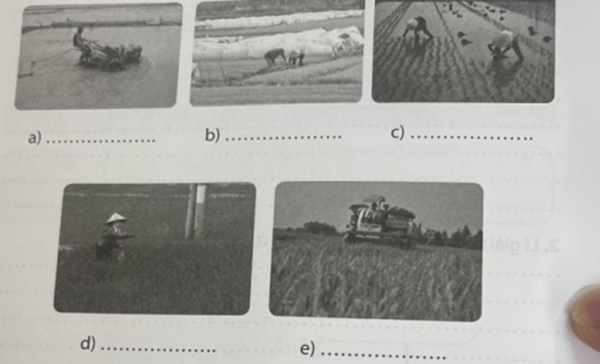 Em hãy điền tên các công đoạn sản xuất lúa ở vùng Đồng bằng Bắc Bộ vào (ảnh 1)