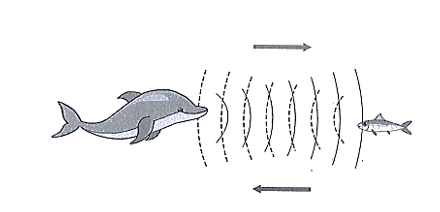 Để xác định vị trí của những con mồi, cá heo sử dụng sóng gì?   A. Sóng hạ âm. B. Sóng siêu âm. D. Sóng thường. C. Sóng ánh sáng. (ảnh 1)