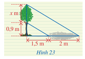 Người ta đo bóng của một cây và được các số đo ở Hình 23. Giả sử rằng các tia nắng song song với nhau, hãy tính độ cao x.   (ảnh 1)