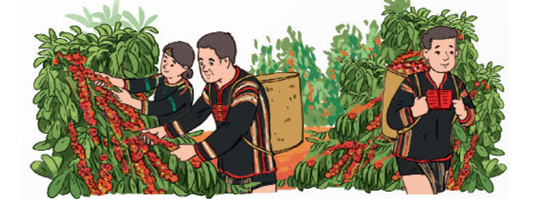 Anh A Phan, chị Rang Hu và chú Y Phui cùng thu hoạch một rẫy cà phê. Anh A Phan thu hoạch (ảnh 1)