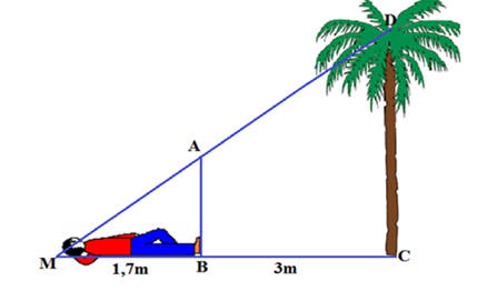 Bạn Hoàng muốn đo chiều cao của một cây dừa mọc thẳng đứng trong sân, bạn dùng một cây cọc AB cao 1,5 m và (ảnh 1)