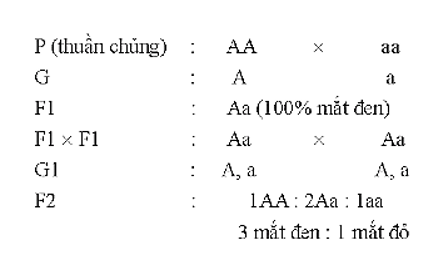 Cho hai giống cá kiếm mắt đen thuần chủng và mắt đỏ thuần chủng giao phối với nhau được (ảnh 1)