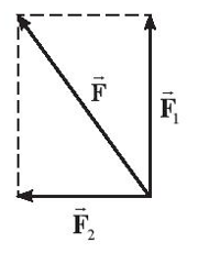Hình vẽ nào sau đây biểu diễn đúng lực tổng hợp của hai lực F1,F2 ? (ảnh 3)