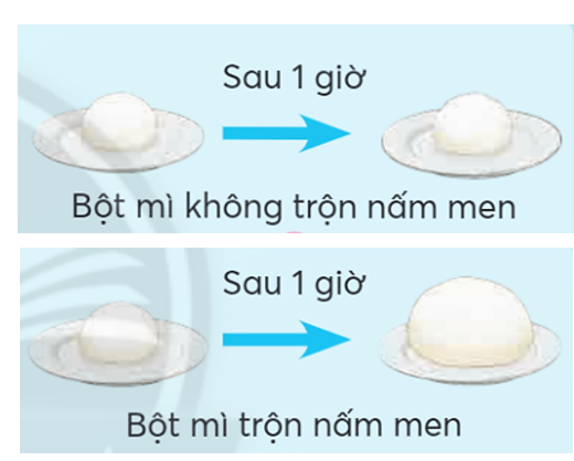 a) Vẽ kích thước của khối bột mì có trộn nấm men và khối bột mì không trộn nấm men sau 1 giờ vào khung dưới đây. b) Em so sánh kích thước của hai khối bột mì trên và viết lời giải thích tại sao lại có sự khác nhau đó. (ảnh 1)