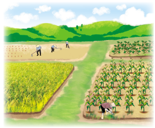 Bác Sáu dùng 2/9  diện tích đất canh tác để trồng ngô, 4/9  diện tích để trồng lúa (ảnh 1)