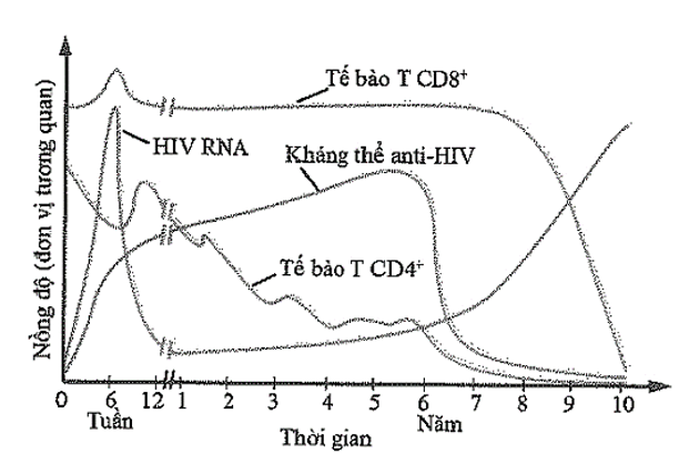 Lý do nào sau đây giải thích cho sự sụt giảm đột ngột về nồng độ của HIV trong huyết thanh của bệnh nhân (ảnh 1)