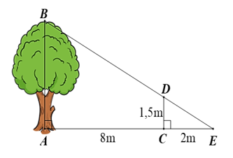 Một người cắm một cái cọc vuông góc với mặt đất sao cho bóng của đỉnh cọc trùng với bóng của ngọn cây. Biết cọc cao 1,5 m so với mặt đất, chân cọc cách gốc cây 8 m và cách bóng của đỉnh cọc 2 m. Tính chiều cao của cây.   A. 7,5 m; B. 6 m; C. 5,5 m; D. 7 m. (ảnh 1)