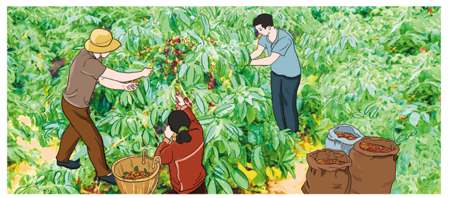 Nhà chú Toàn thu hoạch được 660 kg cà phê. Chú Toàn đã bán được 2/3 số cà phê đó. (ảnh 1)
