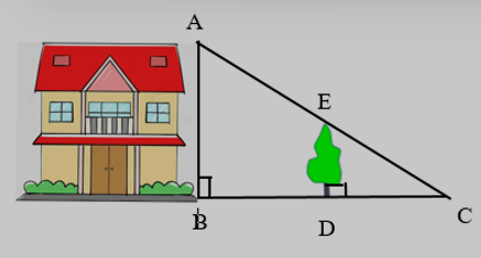 Để tính chiều cao AB của một ngôi nhà (như hình vẽ), người ta đo chiều cao của cái cây ED = 4 m và biết được các khoảng cách BD = 7 m, DC = 5 m. Khi đó chiều cao AB của ngôi nhà là:   A. 5,6 m; B. 6,9 m; C. 9,6 m; D. 4,36 m. (ảnh 1)