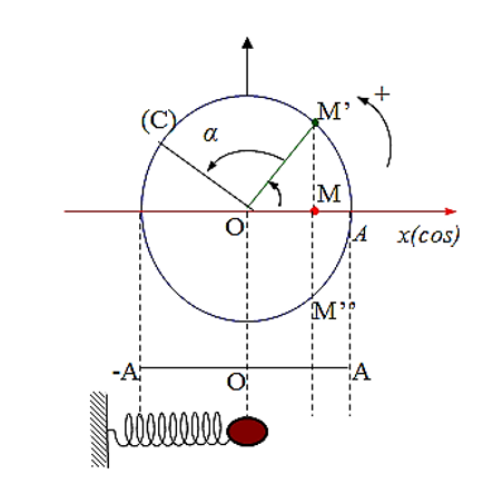 Chọn phát biểu sai về quan hệ giữa chuyển động tròn đều và dao động điều hoà là hình chiếu của nó. (ảnh 1)