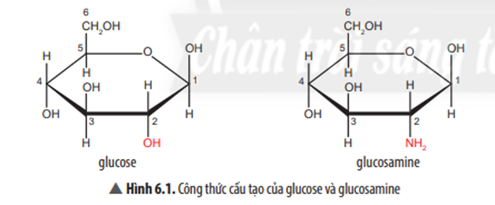Quan sát Hình 6.1, so sánh công thức cấu tạo của glucose  (ảnh 1)