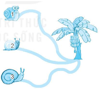 Số?   Đoạn đường từ ốc sên số 1 đến cây chuối dài   m, đoạn đường từ ốc sên số 2 đến cây chuối dài   m, đoạn đường từ ốc sên số 3 đến cây chuối dài   m. a) Đoạn đường dài nhất là đoạn đường từ ốc sên số ……. đến cây chuối. b) Đoạn đường ngắn nhất là đoạn đường từ ốc sên số …… đến cây chuối. (ảnh 1)